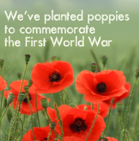 World War One Poppies